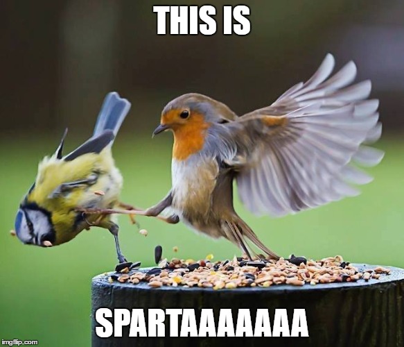 Sparta Meme